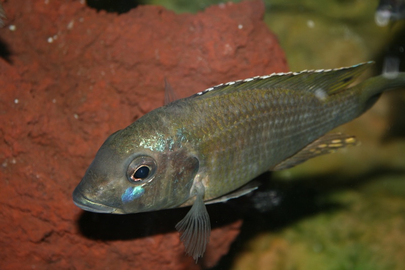 Lethrinops sp. 'red bar'